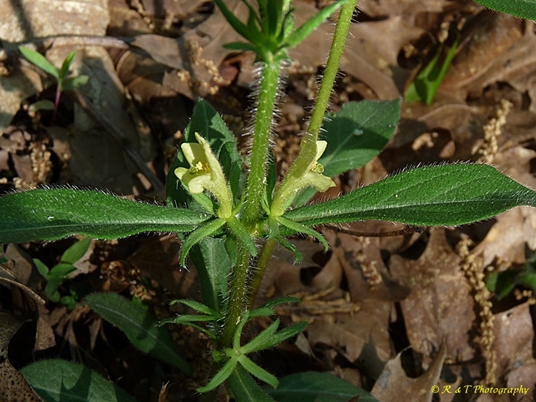 {Triosteum angustifolium}